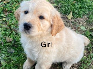 Golden Retriever – Narrabri