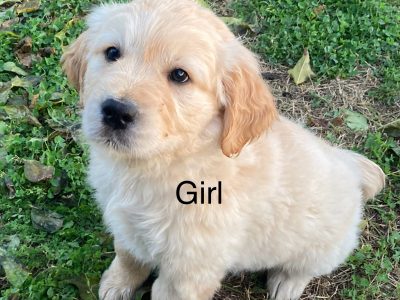Golden Retriever – Narrabri