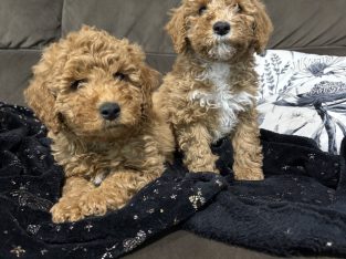 Cavoodle – Buff Point