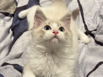 Ragdoll – Kangaroo Point