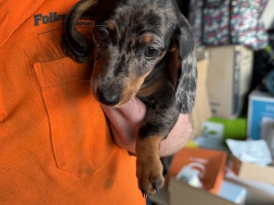 Miniature Dachshund – Gracemere