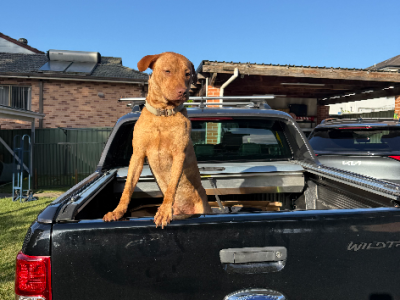 American Staffordshire Bull Terrier – Condell Park