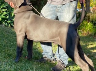 Cane Corso – Chirnside Park