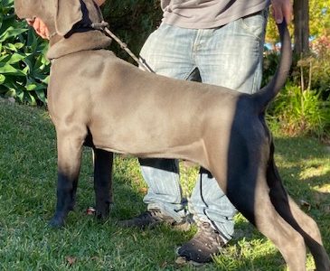Cane Corso – Chirnside Park
