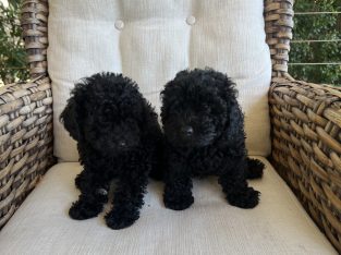 Toy Poodle – Fairfield