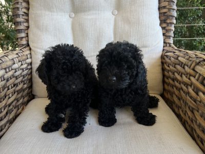 Toy Poodle – Fairfield