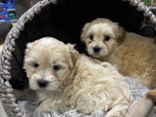 Maltese Shih Tzu – Doreen