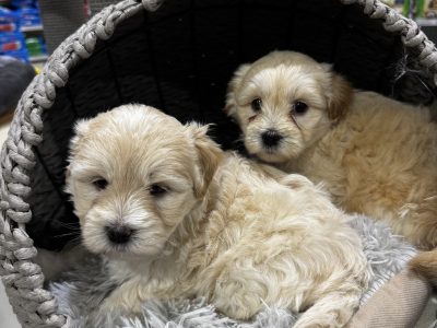 Maltese Shih Tzu – Doreen