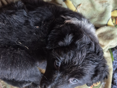 Border collie – Kurunjang