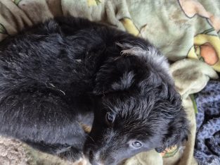 Border collie – Kurunjang