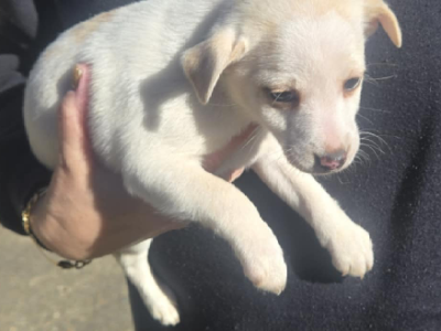 Fox Terrier – Glossodia