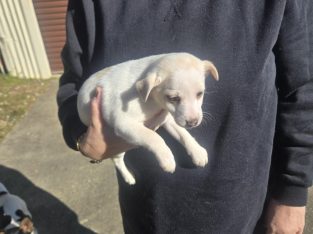 Fox Terrier – Glossodia