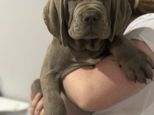 Mastiff – Toowoomba