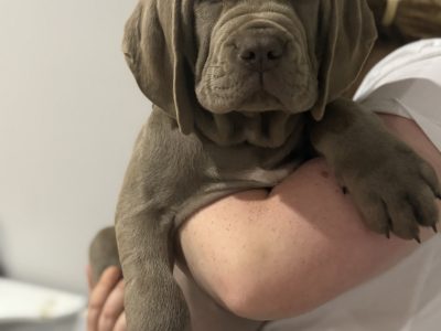 Mastiff – Toowoomba