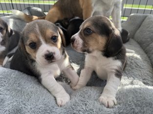 Beagle – Esperance