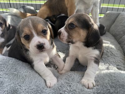 Beagle – Esperance