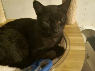 Domestic Short Hair (DSH) – Lismore