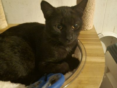 Domestic Short Hair (DSH) – Lismore