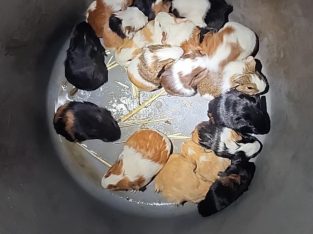 Guinea Pig – Lismore