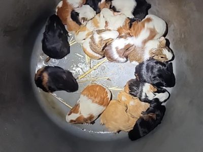 Guinea Pig – Lismore