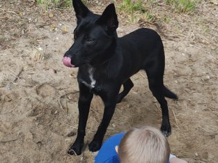Australian Kelpie – Worongary