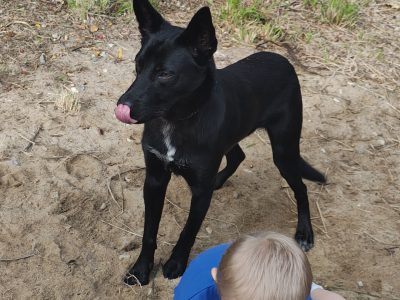 Australian Kelpie – Worongary