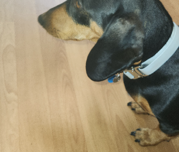 Dachshund – Landsborough