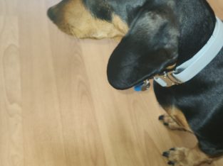 Dachshund – Landsborough