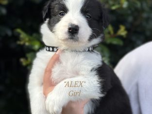 Border Collie – Sunshine Coast