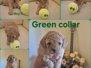 Cavoodle – Kenthurst