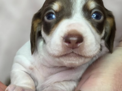 Miniature Dachshund – Angle Vale