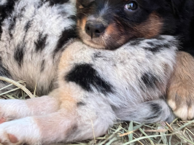 Australian Shepherd – Newmarket