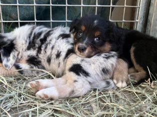 Australian Shepherd – Newmarket