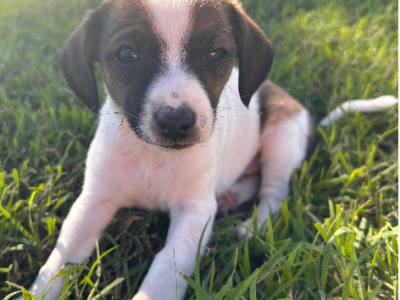 Fox Terrier – Maclagan