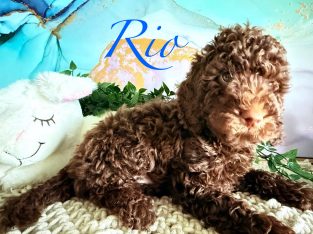 Cavoodle – Ellenbrook