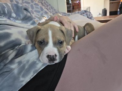 American Staffordshire Bull Terrier – High Wycombe