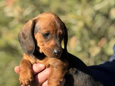 Dachshund – Cohuna