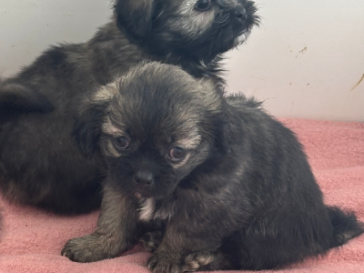 Toy Poodle – Highfields