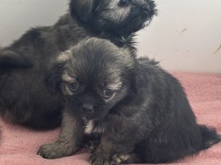 Toy Poodle – Highfields