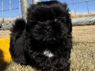 Toy Poodle – Highfields