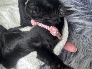 Groodle – Aimee Yule