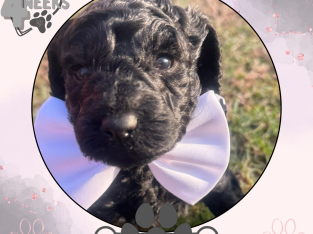 Goldendoodle – Sydney