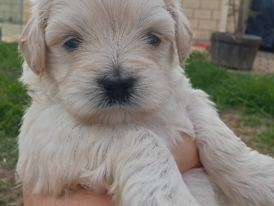 Black and White Cavoodle – Madora Bay