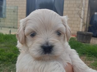 Black and White Cavoodle – Madora Bay
