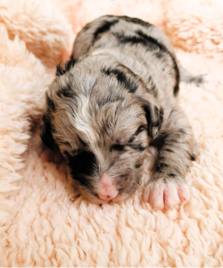 Bordoodle – Lismore