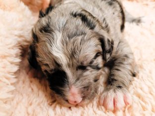 Bordoodle – Lismore