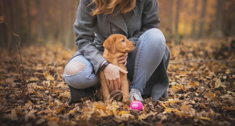 What Are the Benefits of Owning a Pet?