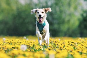how to choose a responsible pet breeder in australia
