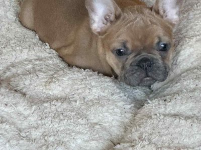 French Bulldog – Bargo