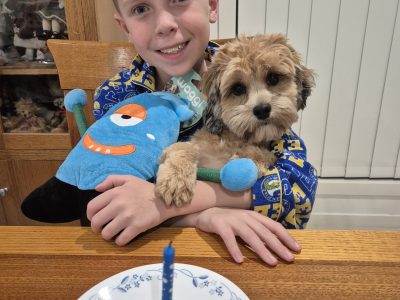 Toy Poodle – Oran Park